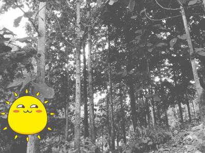 ที่ดิน 800000 น่าน สันติสุข ดู่พงษ์