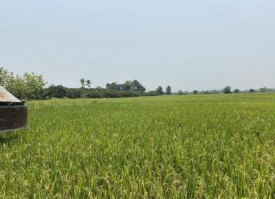 ที่ดิน 1300000 เชียงใหม่ หางดง ขุนคง