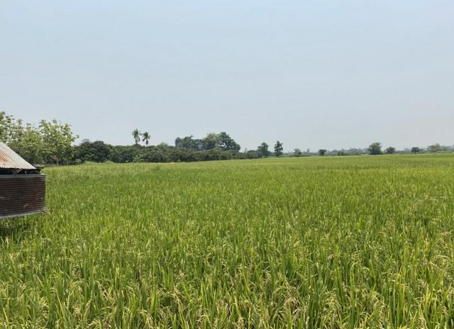 ที่ดิน 1300000 เชียงใหม่ หางดง ขุนคง ที่ดิน 1300000 เชียงใหม่ หางดง ขุนคง