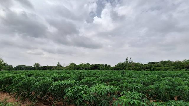ที่ดิน 22000000 ขอนแก่น บ้านฝาง โคกงาม ที่ดิน 22000000 ขอนแก่น บ้านฝาง โคกงาม