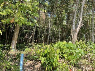 ที่ดิน 36000000 ภูเก็ต เมืองภูเก็ต เกาะแก้ว