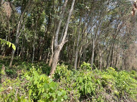 ที่ดิน 36000000 ภูเก็ต เมืองภูเก็ต เกาะแก้ว ที่ดิน 36000000 ภูเก็ต เมืองภูเก็ต เกาะแก้ว