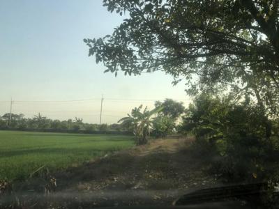 ที่ดิน 800000 ปทุมธานี ลาดหลุมแก้ว บ่อเงิน