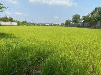 ที่ดิน 7500000 ปทุมธานี เมืองปทุมธานี บางคูวัด