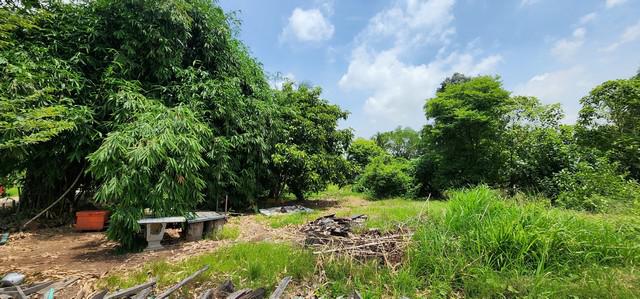 ที่ดิน 1100000 ปทุมธานี หนองเสือ ศาลาครุ ที่ดิน 1100000 ปทุมธานี หนองเสือ ศาลาครุ