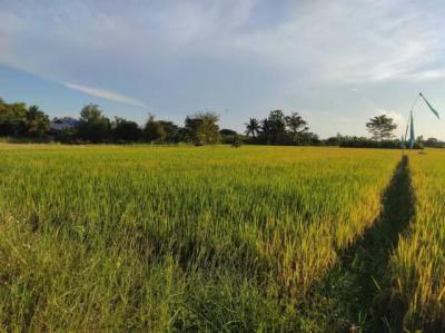 ที่ดิน 15000 เชียงใหม่ สารภี ป่าบง