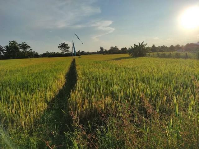 ที่ดิน 15000 เชียงใหม่ สารภี ป่าบง ที่ดิน 15000 เชียงใหม่ สารภี ป่าบง