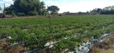 ที่ดิน 800000 หนองคาย โพนพิสัย กุดบง