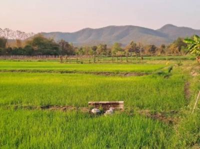 ที่ดิน 1200000 เชียงใหม่ สันทราย ป่าไผ่
