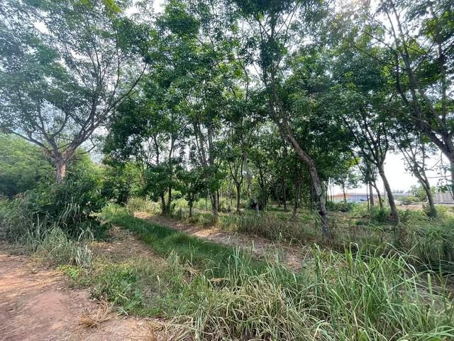 ที่ดิน 1700000 ฉะเชิงเทรา แปลงยาว หัวสำโรง ที่ดิน 1700000 ฉะเชิงเทรา แปลงยาว หัวสำโรง