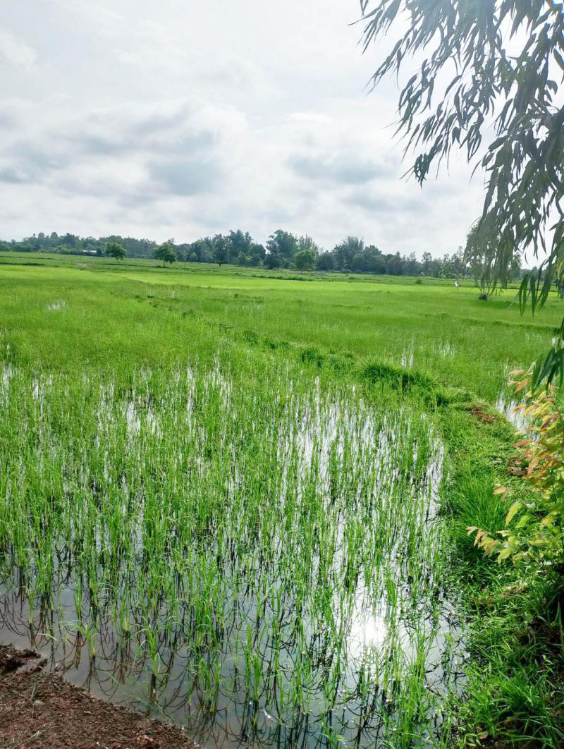 ที่ดิน 1300000 นครพนม เมืองนครพนม นาทราย
