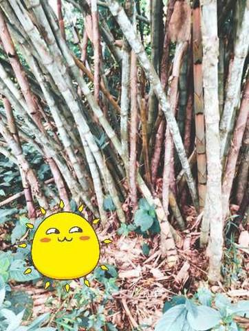 ที่ดิน 800000 น่าน สันติสุข ดู่พงษ์