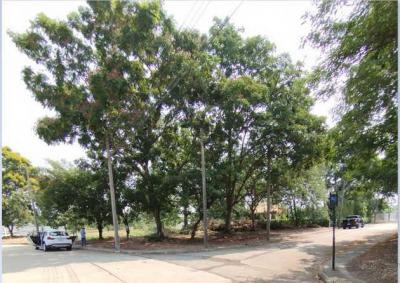 ที่ดิน 2500000 ปทุมธานี สามโคก ท้ายเกาะ