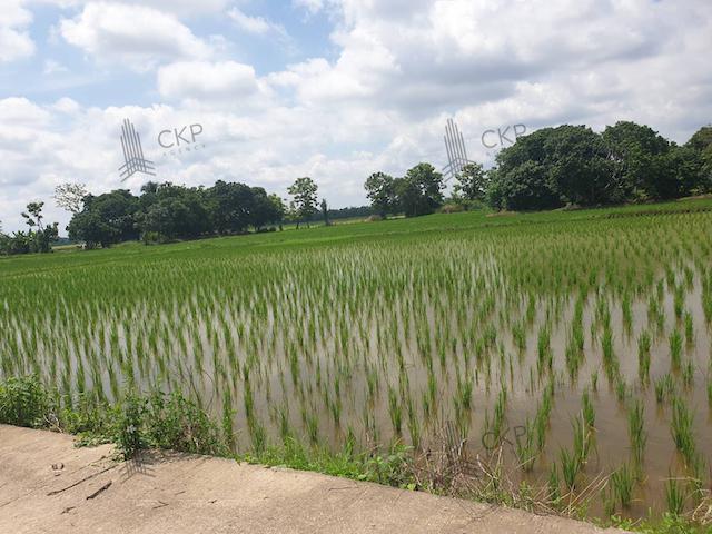 ที่ดิน 800000 เชียงราย แม่จัน แม่คำ ที่ดิน 800000 เชียงราย แม่จัน แม่คำ
