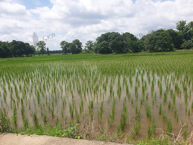 ที่ดิน 800000 เชียงราย แม่จัน แม่คำ ที่ดิน 800000 เชียงราย แม่จัน แม่คำ