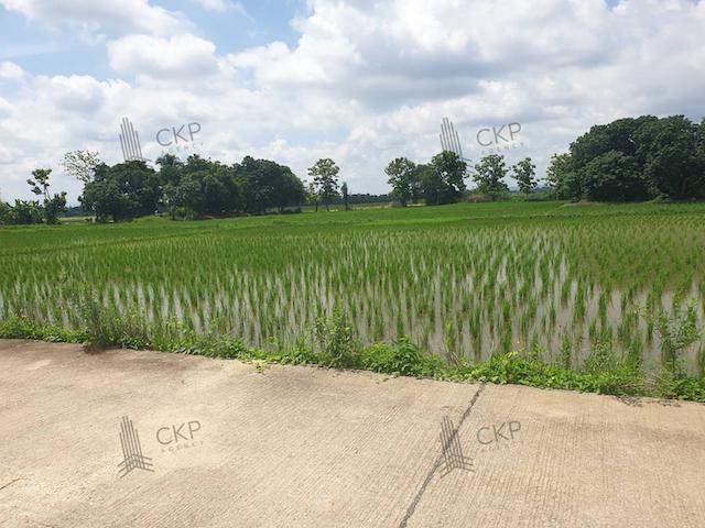 ที่ดิน 800000 เชียงราย แม่จัน แม่คำ ที่ดิน 800000 เชียงราย แม่จัน แม่คำ