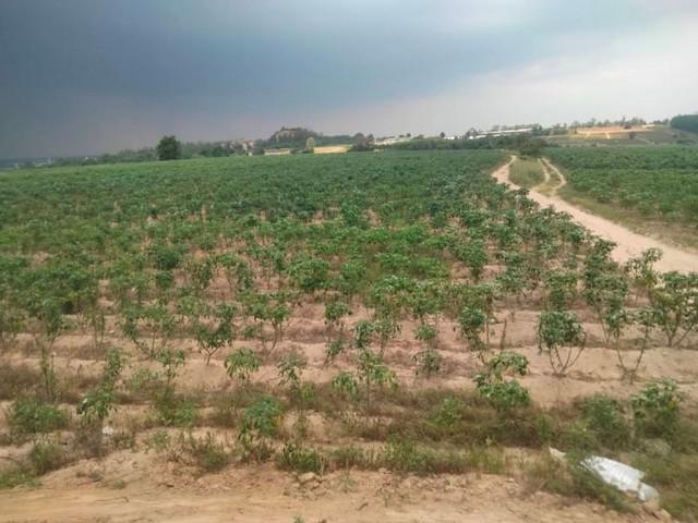 ที่ดิน 38000000 ระยอง ปลวกแดง ปลวกแดง ที่ดิน 38000000 ระยอง ปลวกแดง ปลวกแดง