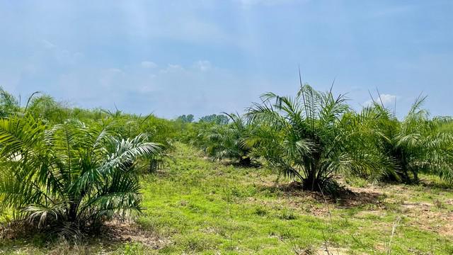 ที่ดิน 350000 ระยอง ปลวกแดง หนองไร่ ที่ดิน 350000 ระยอง ปลวกแดง หนองไร่
