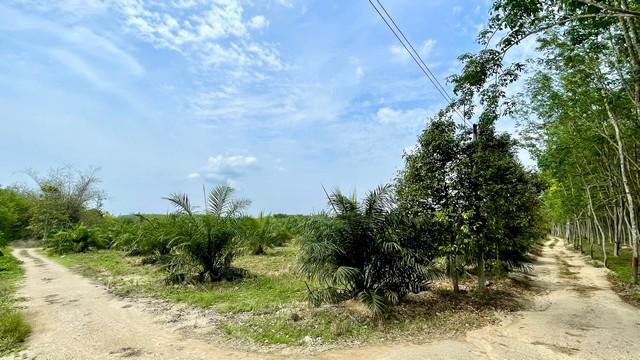 ที่ดิน 350000 ระยอง ปลวกแดง หนองไร่ ที่ดิน 350000 ระยอง ปลวกแดง หนองไร่