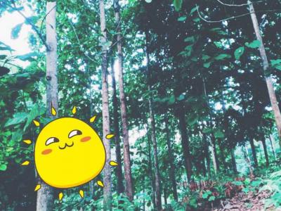 ที่ดิน 800000 น่าน สันติสุข ดู่พงษ์