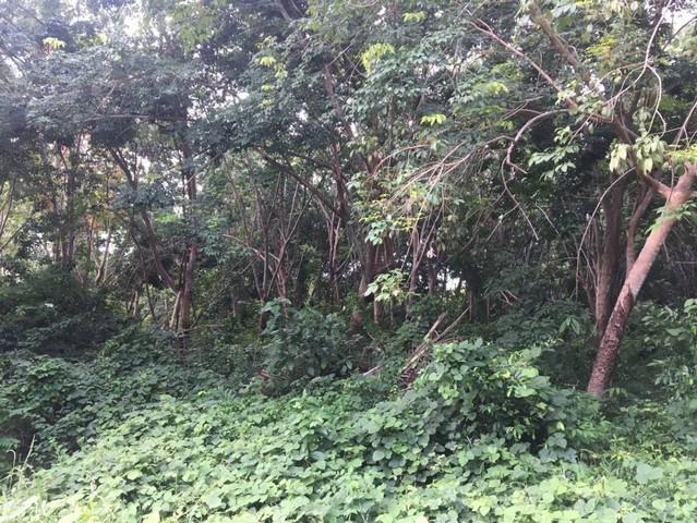 ที่ดิน 50000000 ฉะเชิงเทรา สนามชัยเขต ลาดกระทิง ที่ดิน 50000000 ฉะเชิงเทรา สนามชัยเขต ลาดกระทิง
