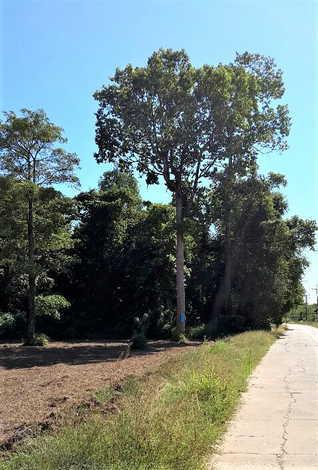 ที่ดิน 22425000 บึงกาฬ ที่ดิน 22425000 บึงกาฬ