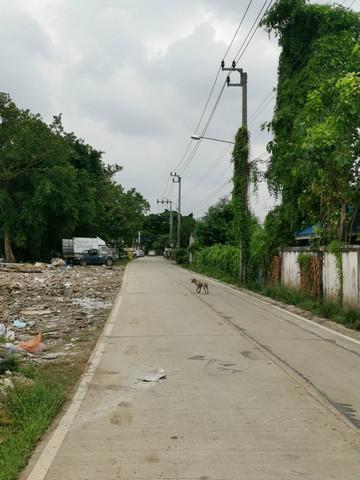 ที่ดิน 48000000 นนทบุรี บางกรวย บางขนุน ที่ดิน 48000000 นนทบุรี บางกรวย บางขนุน