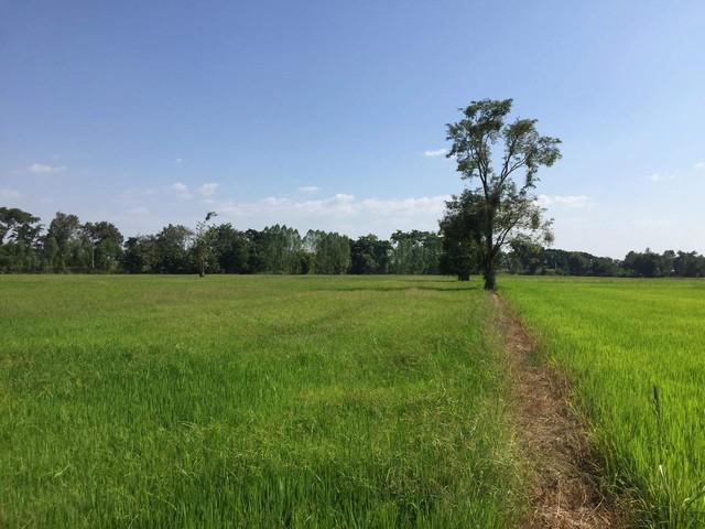 ที่ดิน 470000 พิจิตร กิ่งอำเภอบึงนาราง บึงนาราง ที่ดิน 470000 พิจิตร กิ่งอำเภอบึงนาราง บึงนาราง
