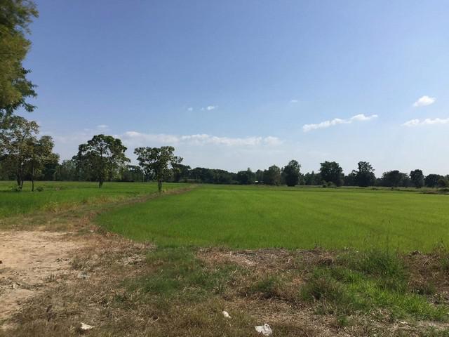 ที่ดิน 470000 พิจิตร กิ่งอำเภอบึงนาราง บึงนาราง ที่ดิน 470000 พิจิตร กิ่งอำเภอบึงนาราง บึงนาราง