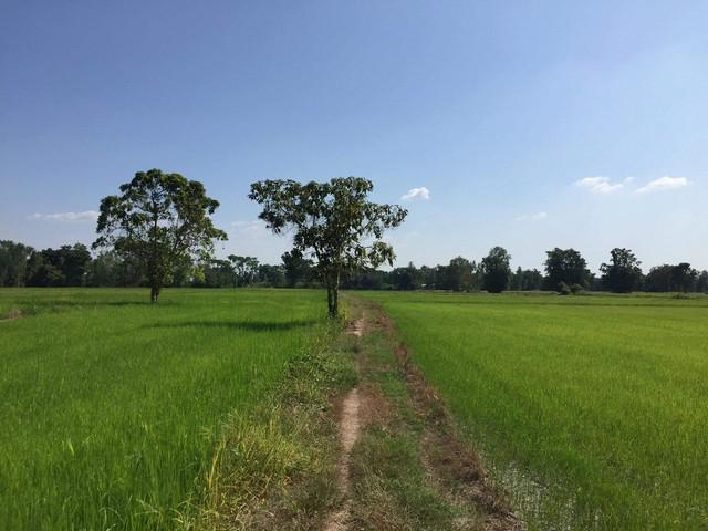 ที่ดิน 470000 พิจิตร กิ่งอำเภอบึงนาราง บึงนาราง ที่ดิน 470000 พิจิตร กิ่งอำเภอบึงนาราง บึงนาราง