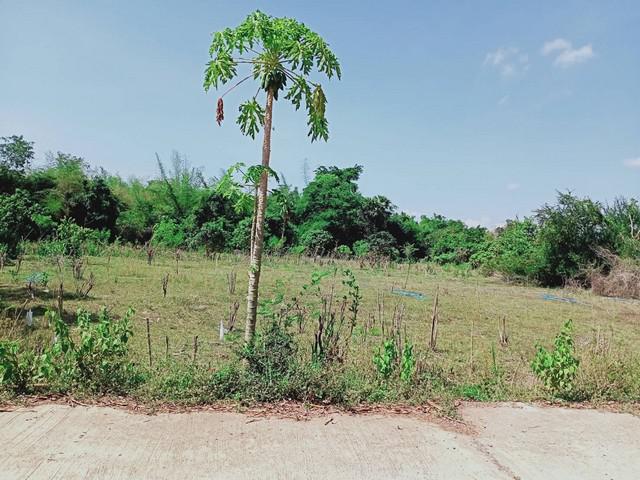 ที่ดิน 4292100 เพชรบุรี แก่งกระจาน พุสวรรค์ ที่ดิน 4292100 เพชรบุรี แก่งกระจาน พุสวรรค์