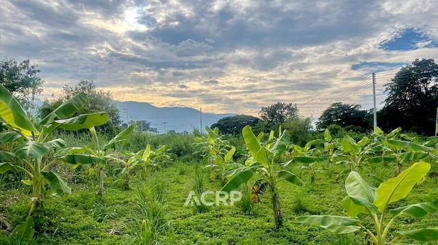 ที่ดิน 4200000 เชียงใหม่ เมืองเชียงใหม่ สันผีเสื้อ ที่ดิน 4200000 เชียงใหม่ เมืองเชียงใหม่ สันผีเสื้อ