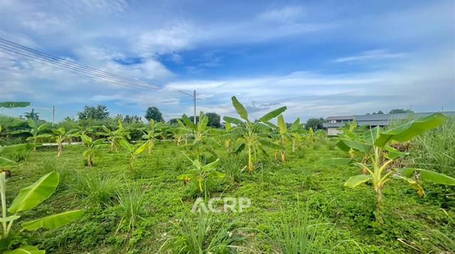 ที่ดิน 4200000 เชียงใหม่ เมืองเชียงใหม่ สันผีเสื้อ ที่ดิน 4200000 เชียงใหม่ เมืองเชียงใหม่ สันผีเสื้อ