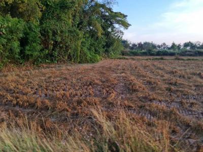 ที่ดิน 800000 หนองคาย โพนพิสัย กุดบง