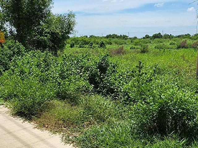 ที่ดิน 1000000 ปทุมธานี ที่ดิน 1000000 ปทุมธานี