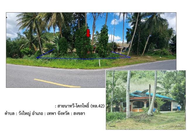 บ้านเดี่ยว 1100000 สงขลา เทพา วังใหญ่ บ้านเดี่ยว 1100000 สงขลา เทพา วังใหญ่