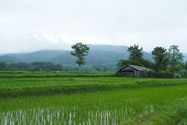 ที่ดิน 1700000 น่าน ปัว ศิลาแลง ที่ดิน 1700000 น่าน ปัว ศิลาแลง