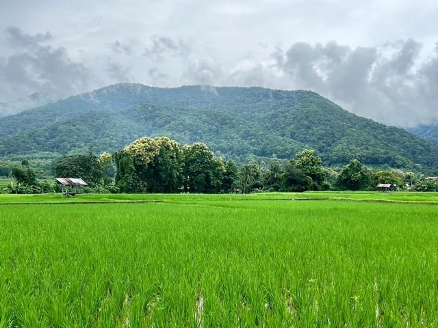 ที่ดิน 2500000 น่าน ปัว ศิลาแลง ที่ดิน 2500000 น่าน ปัว ศิลาแลง