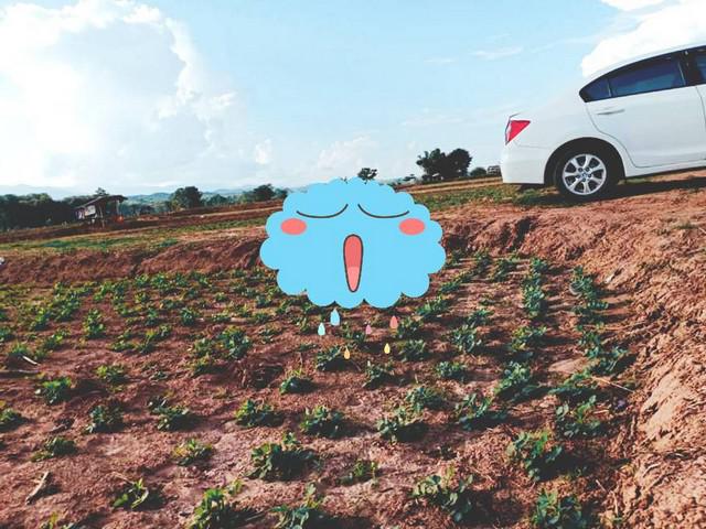 ที่ดิน 800000 น่าน ท่าวังผา ศรีภูมิ ที่ดิน 800000 น่าน ท่าวังผา ศรีภูมิ