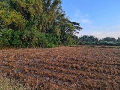 ที่ดิน 800000 หนองคาย โพนพิสัย กุดบง