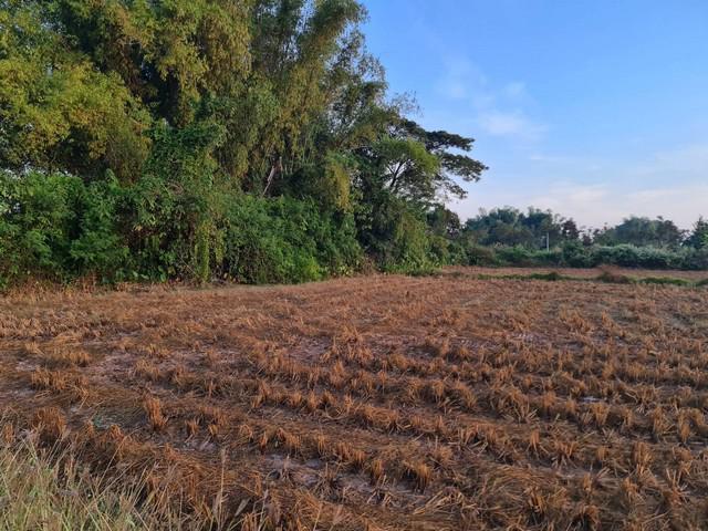 ที่ดิน 800000 หนองคาย โพนพิสัย กุดบง ที่ดิน 800000 หนองคาย โพนพิสัย กุดบง