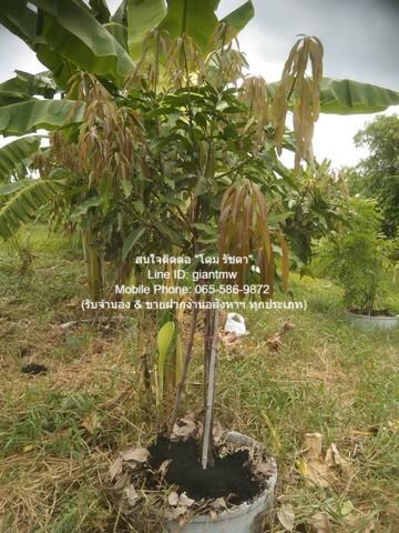 ที่ดิน 10915000 กรุงเทพมหานคร เขตหนองแขม หนองแขม ที่ดิน 10915000 กรุงเทพมหานคร เขตหนองแขม หนองแขม