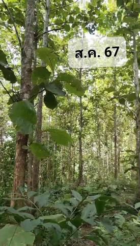 ที่ดิน 125000 แพร่ วังชิ้น แม่เกิ๋ง ที่ดิน 125000 แพร่ วังชิ้น แม่เกิ๋ง