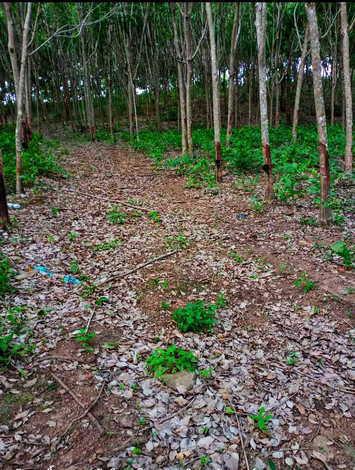 ที่ดิน 18000000 จันทบุรี โป่งน้ำร้อน โป่งน้ำร้อน
