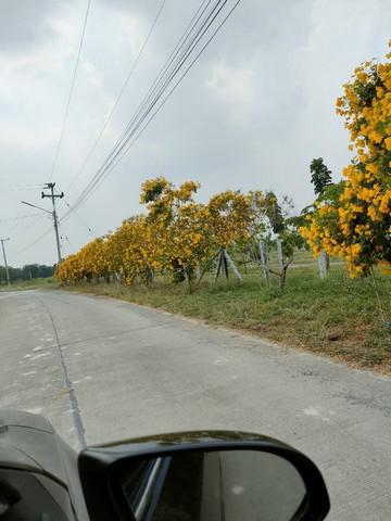 ที่ดิน 500000 สุพรรณบุรี อู่ทอง พลับพลาไชย