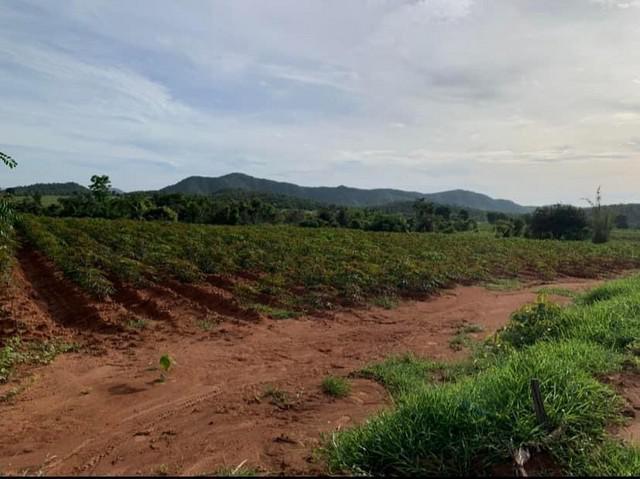 ที่ดิน 45000 กาญจนบุรี พนมทวน หนองโรง ที่ดิน 45000 กาญจนบุรี พนมทวน หนองโรง