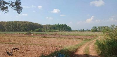 ที่ดิน 800000 หนองคาย โพนพิสัย กุดบง