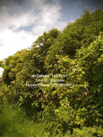 ที่ดิน 9093000 นครปฐม เมืองนครปฐม หนองงูเหลือม ที่ดิน 9093000 นครปฐม เมืองนครปฐม หนองงูเหลือม