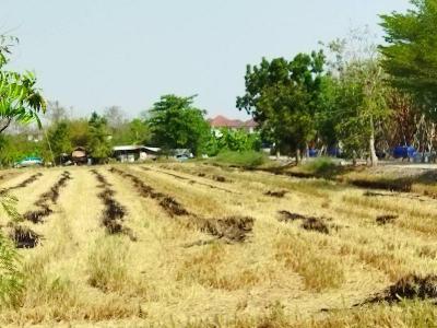 ที่ดิน 2500000 ปทุมธานี หนองเสือ บึงบอน