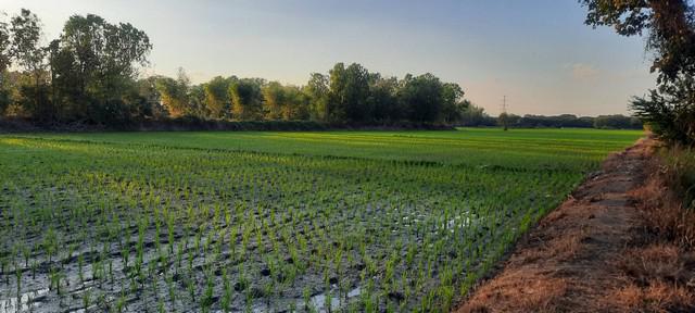 ที่ดิน 5000000 ลำพูน เมืองลำพูน เวียงยอง ที่ดิน 5000000 ลำพูน เมืองลำพูน เวียงยอง